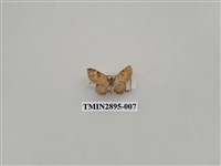 藏品(尺蛾634)的圖片